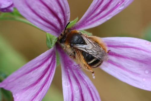 Eucera nigrifacies